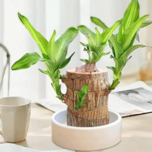 Brazilian Lucky Bamboo Live Plant